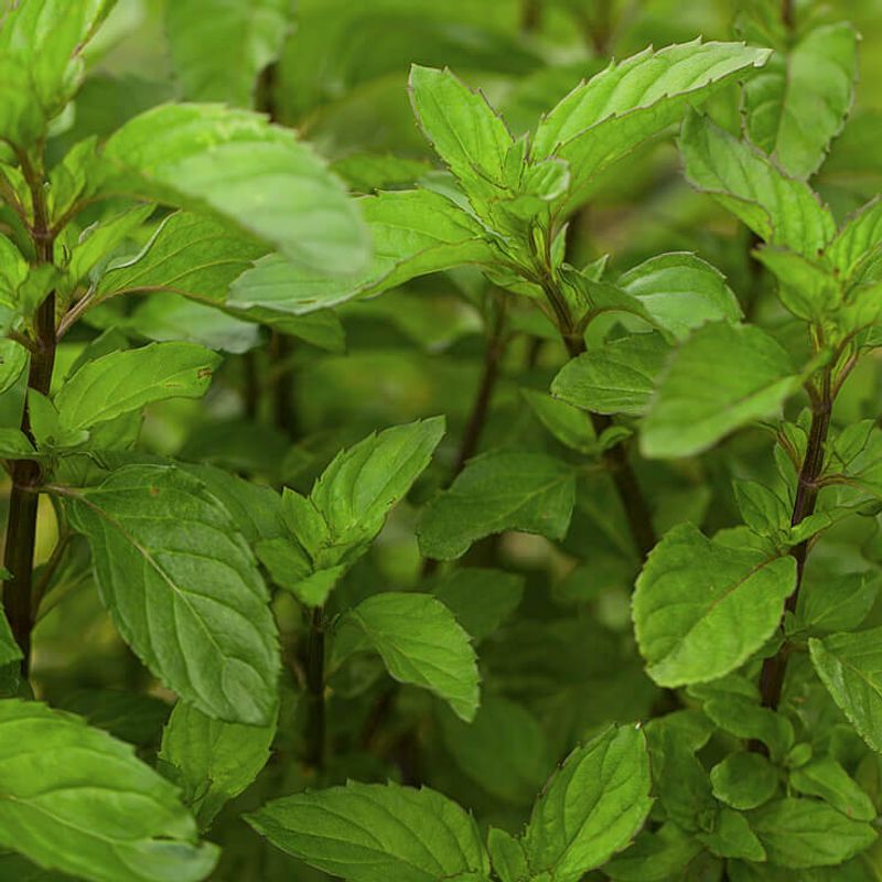 Bergamot Mint