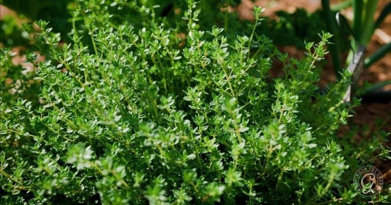 Thyme
