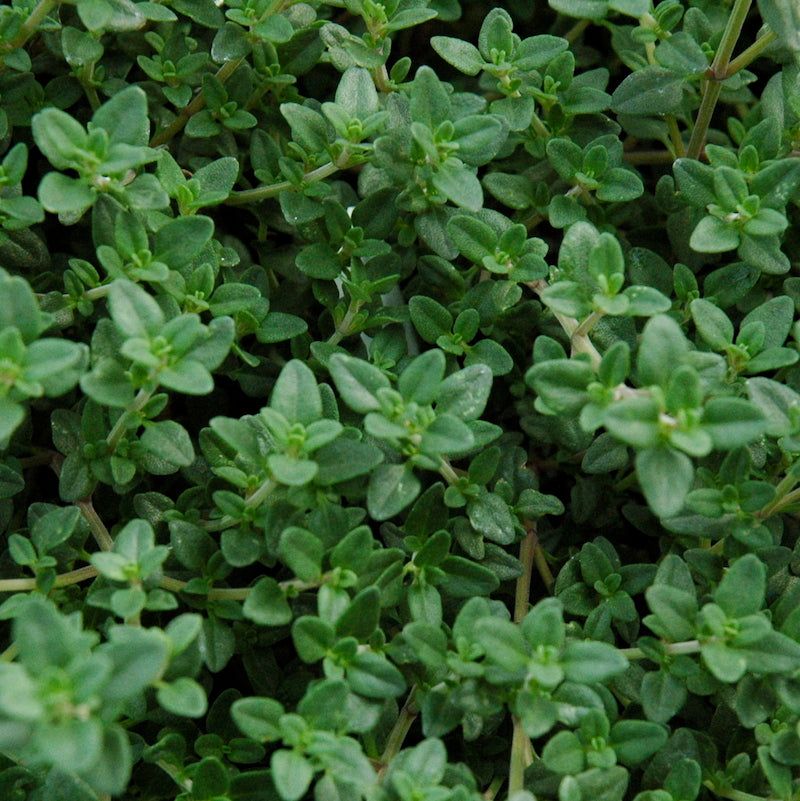 Thyme (Thymus spp.)