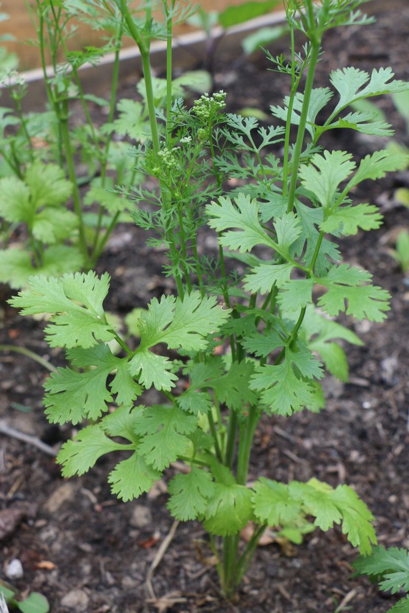 Cilantro