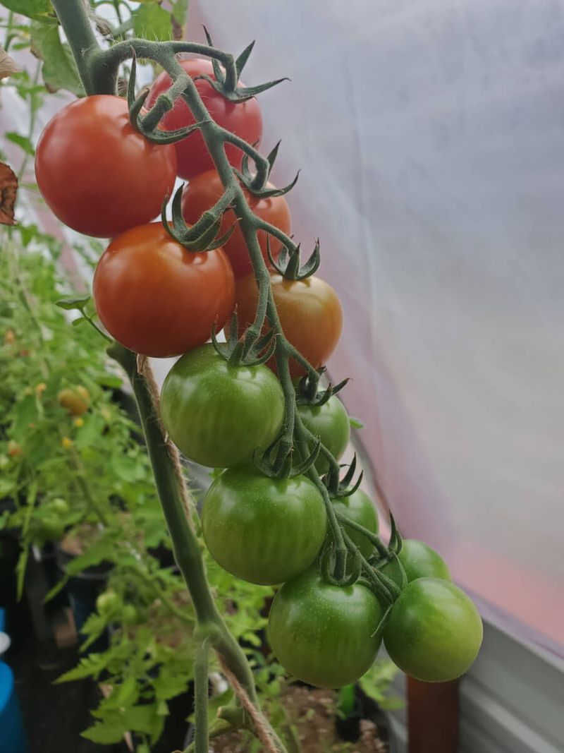 Nighttime Temperature Management