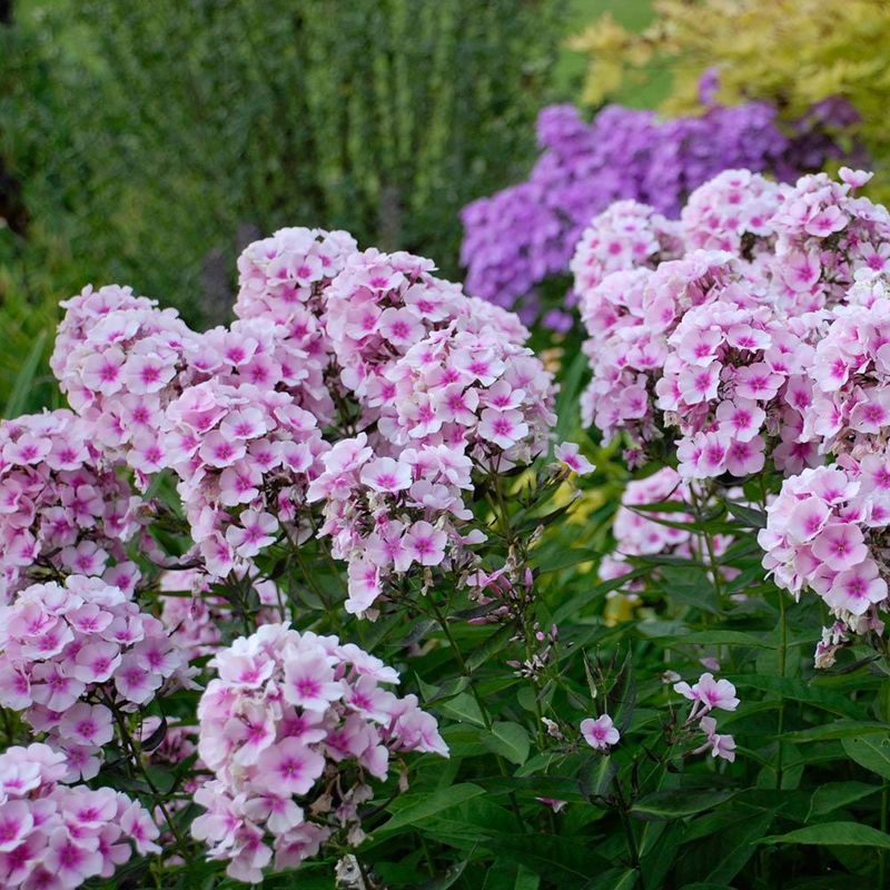 Tall Phlox