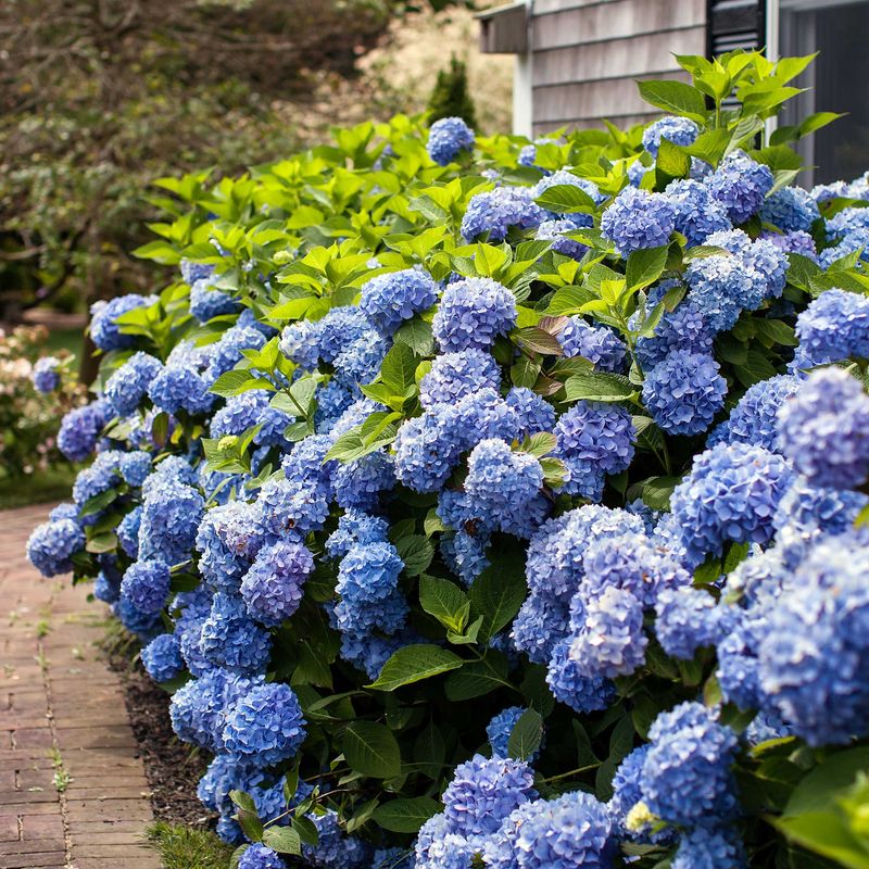 Hydrangea Hideaway