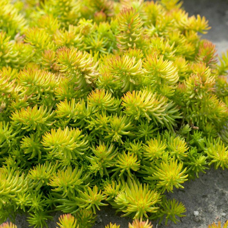 Groundcover Sedums
