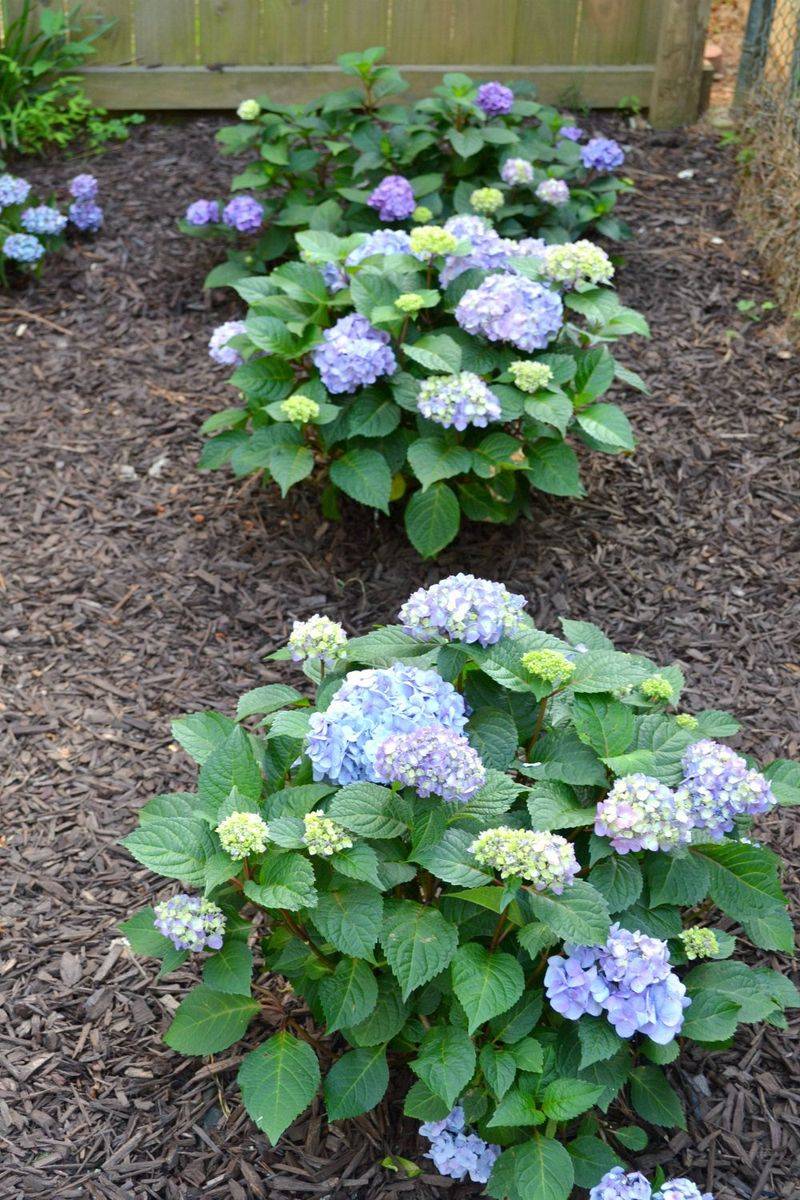 Hydrangeas (Hydrangea macrophylla)