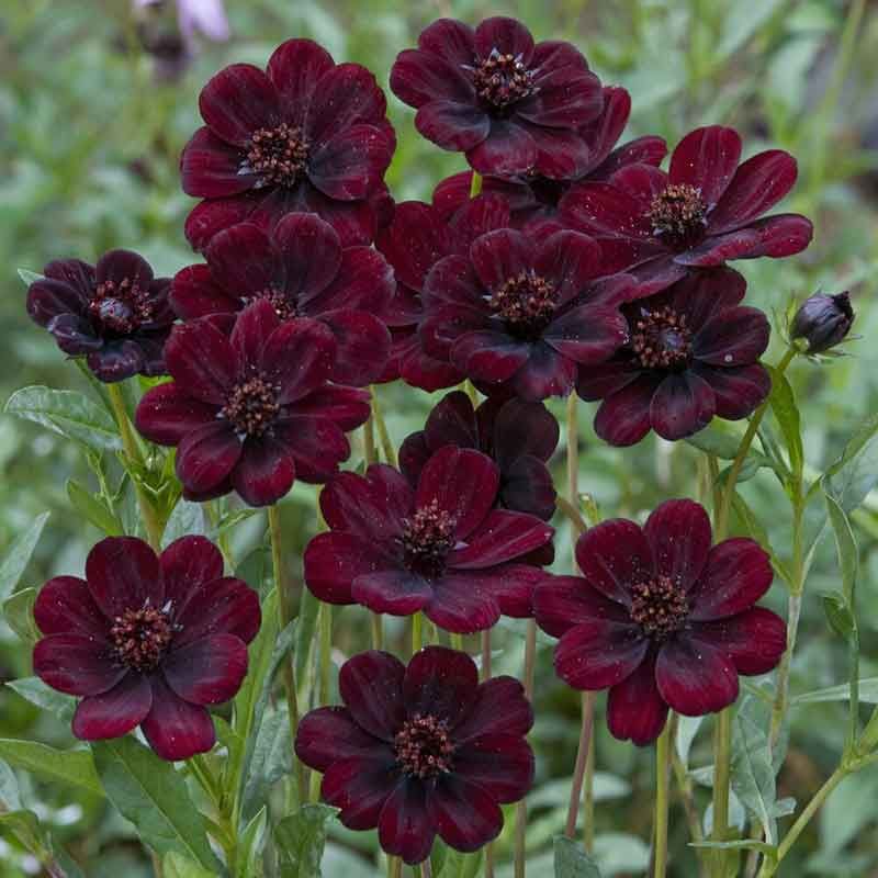 Chocolate Cosmos (Cosmos atrosanguineus) 🍫