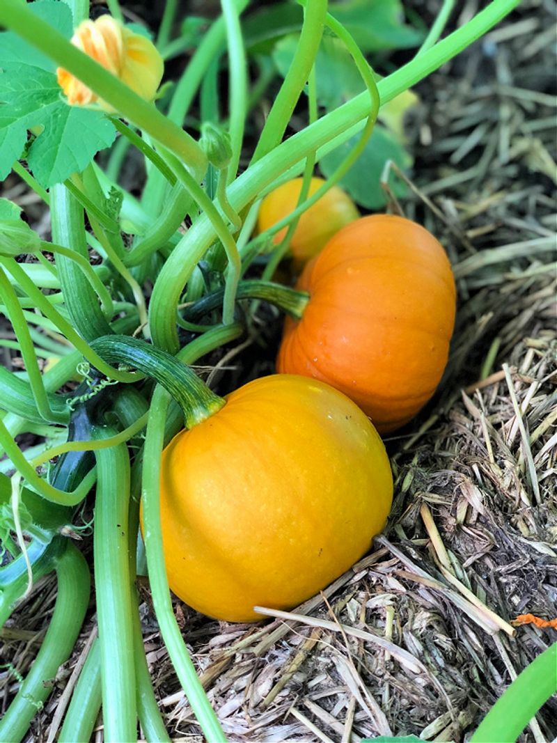 Pumpkins (Mini Varieties)