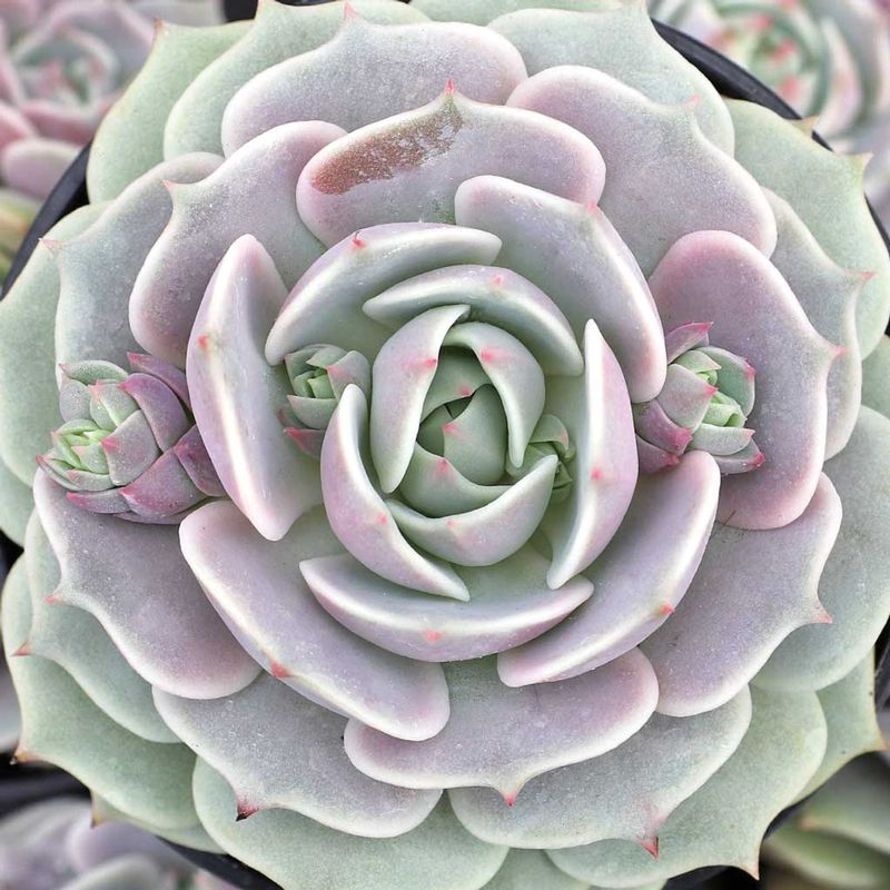 Echeveria ‘Lola’