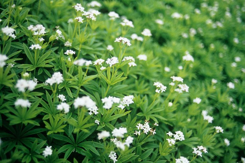 Sweet Woodruff