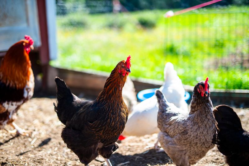 Keeping Livestock or Poultry