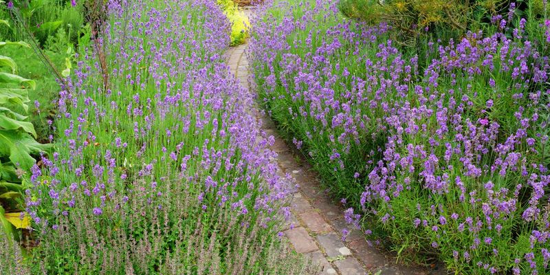 Scented Pathway