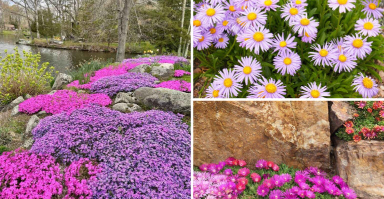 Over 21 Hardy Perennials That Work Well In Rock Gardens (They Bloom For Months)