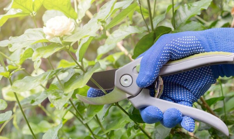Pruning at the Wrong Time (Cutting Off Buds!)