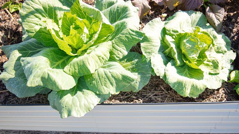 Ignoring Mature Size Differences