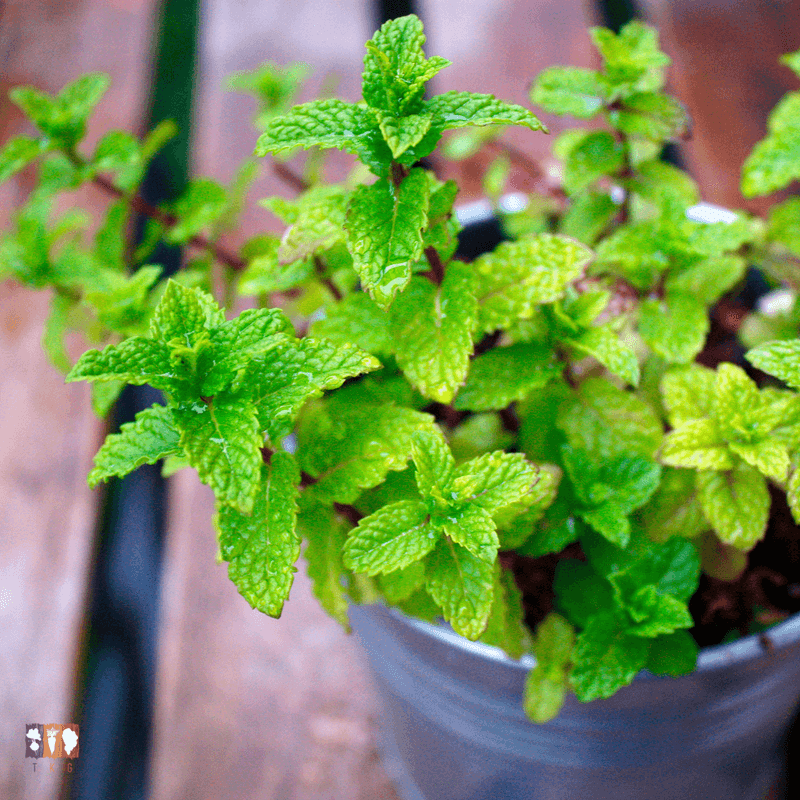 Using Chemical Pesticides