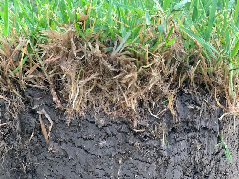 Leaf Litter & Thatch Buildup