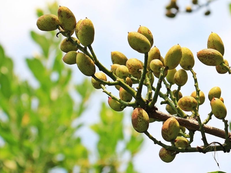 High Humidity or Rain