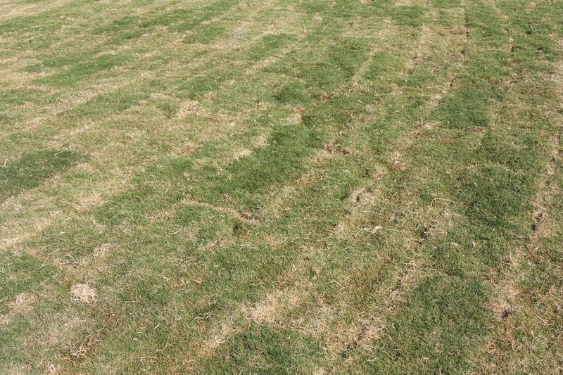 Mowing Too Short