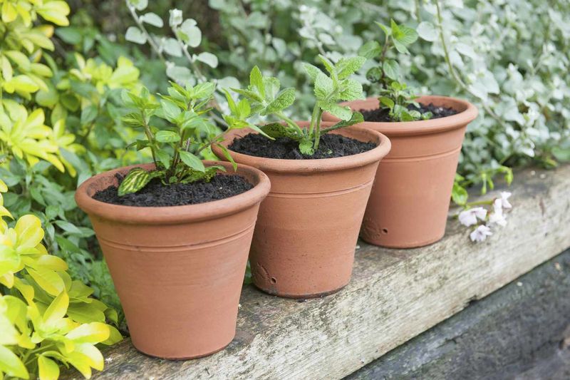 Planting in Small Pots