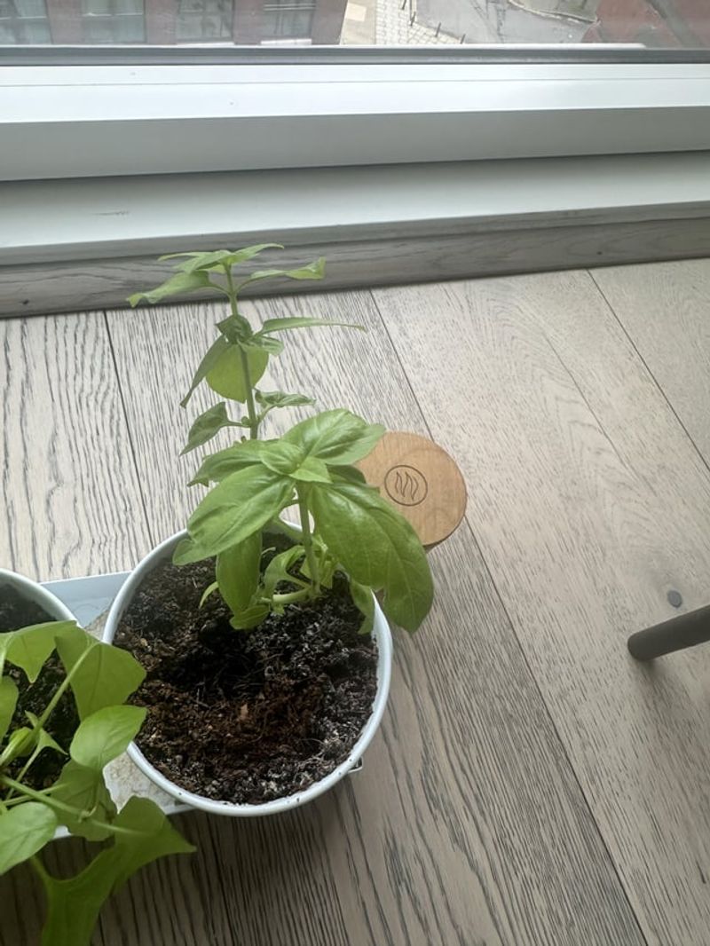 Insufficient Sunlight