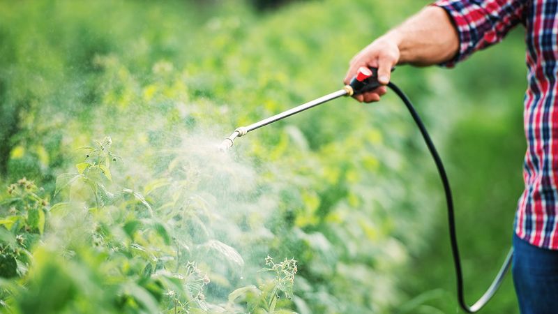 Using Chemical Pesticides