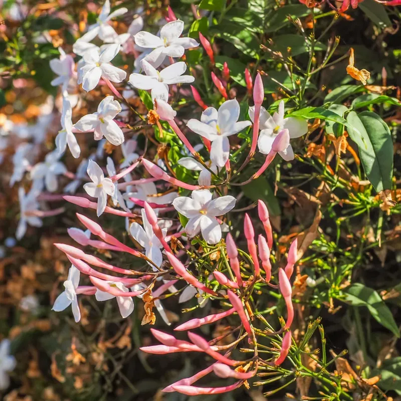 Wrong Soil (Too Heavy or Alkaline)