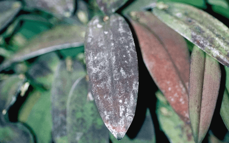 Watering with Hard Water