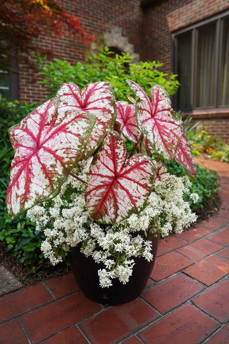 Caladium
