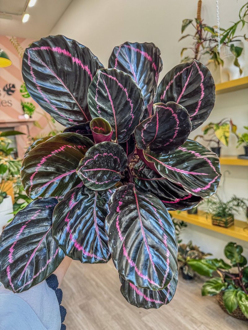 Calathea ‘Dottie’