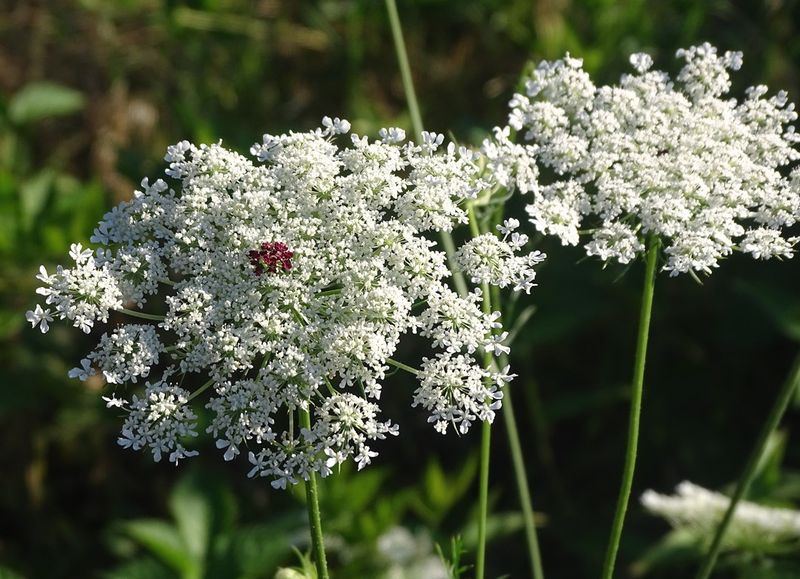 Queen Anne's Lace Elegance