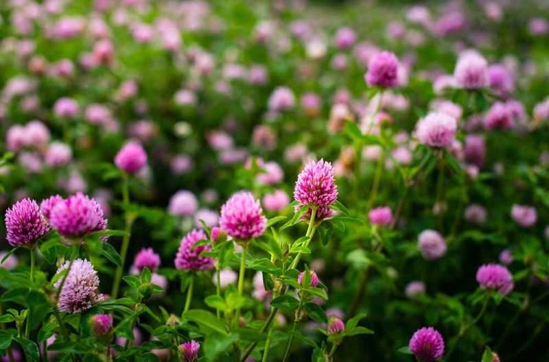 Red Clover
