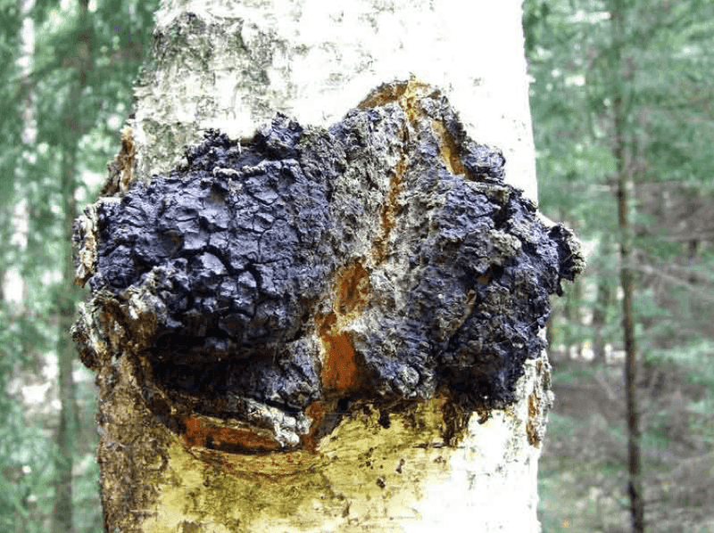 Chaga (Inonotus obliquus)
