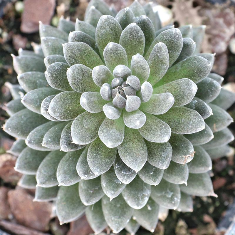 Sinocrassula yunnanensis (Chinese Jade)