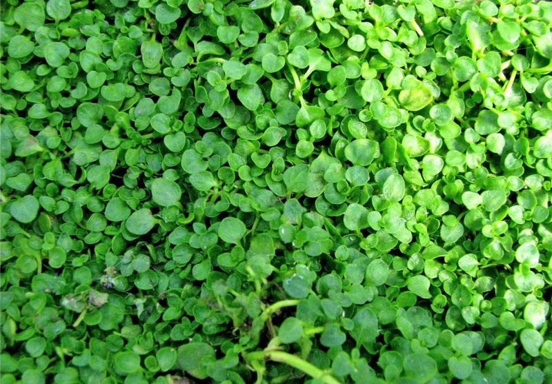 Corsican Mint (Mentha requienii)