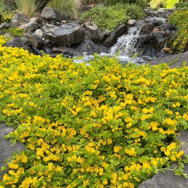 Lysimachia nummularia (Creeping Jenny)