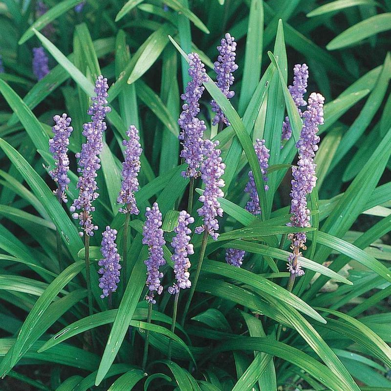 Liriope Muscari
