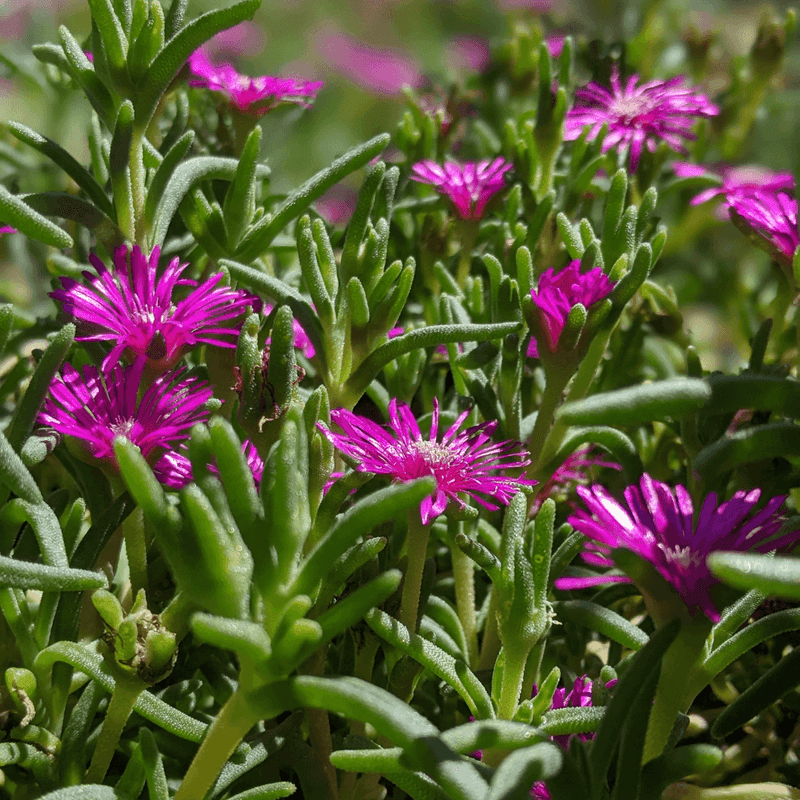 Ice Plant