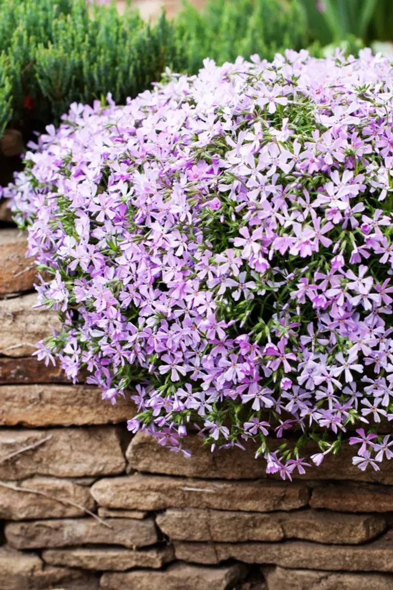 Creeping Phlox