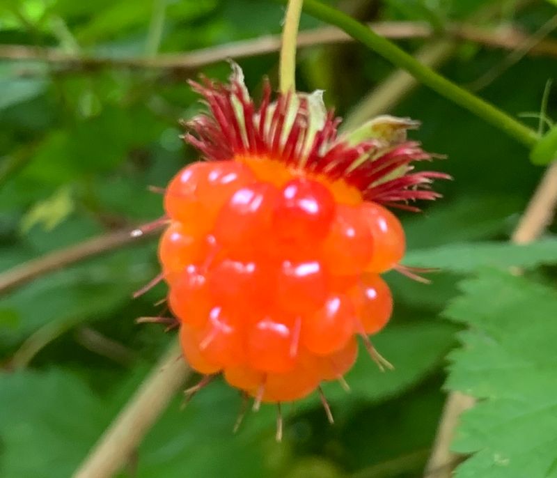 Salmonberry (Rubus spectabilis)