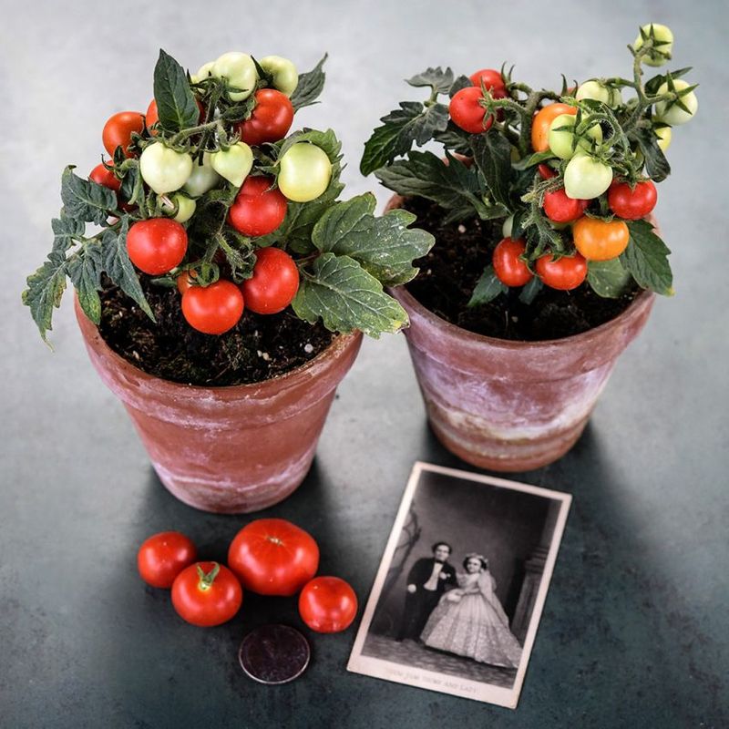 Little Marvel Tomato