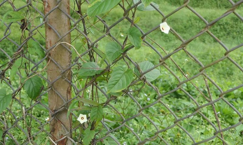 Chain-Link Fence Panel