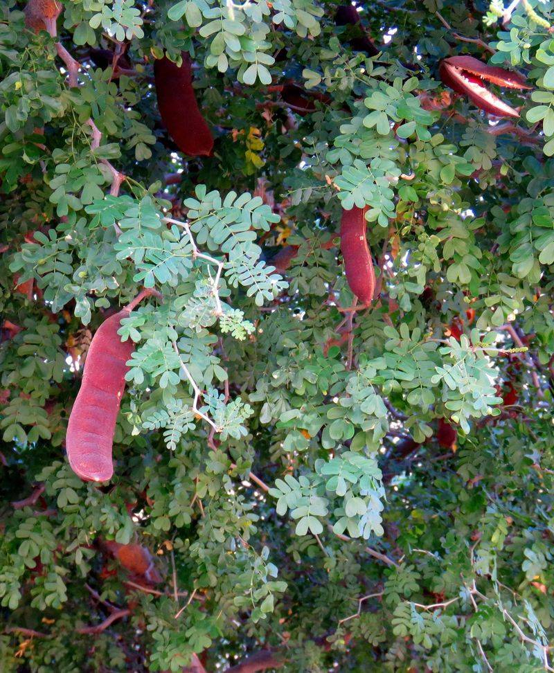 Texas Ebony (Ebenopsis ebano)