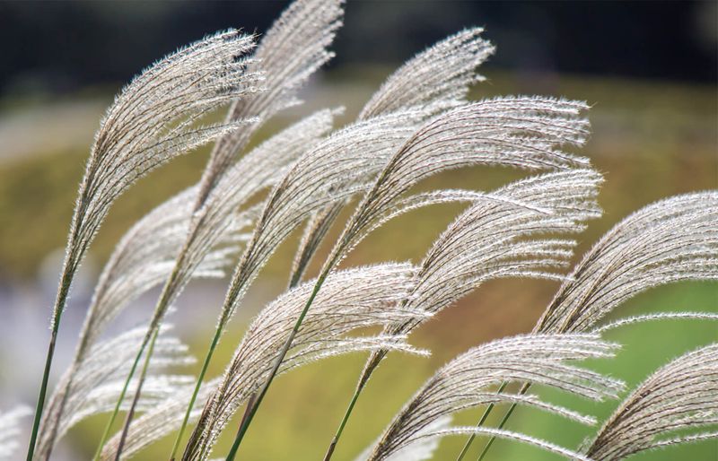 Chinese Silver Grass (Miscanthus sinensis)