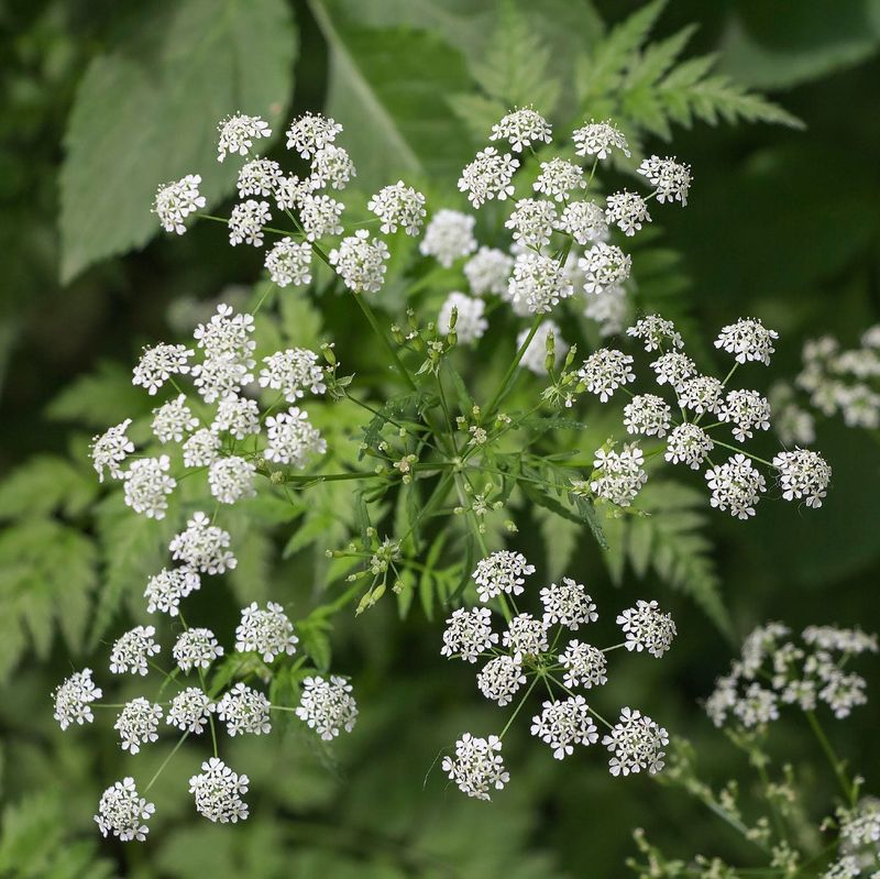 Poison Hemlock