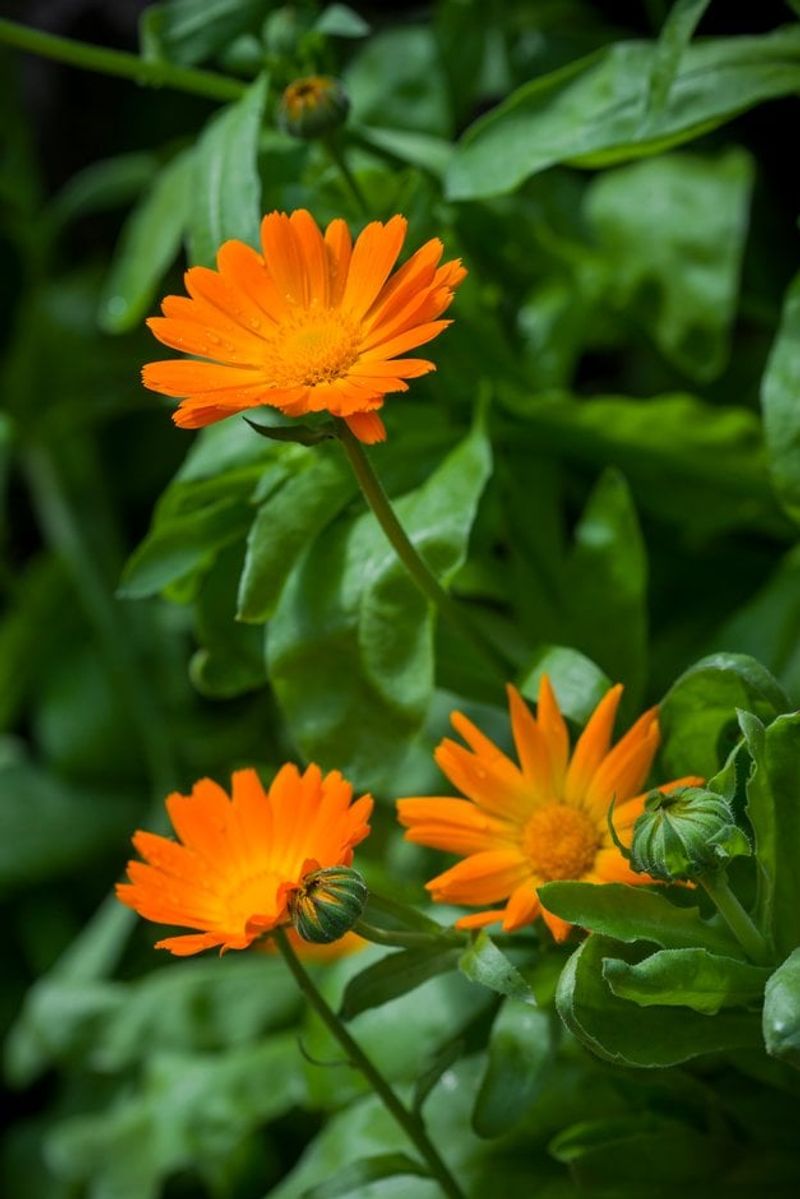 Calendula (Calendula officinalis)