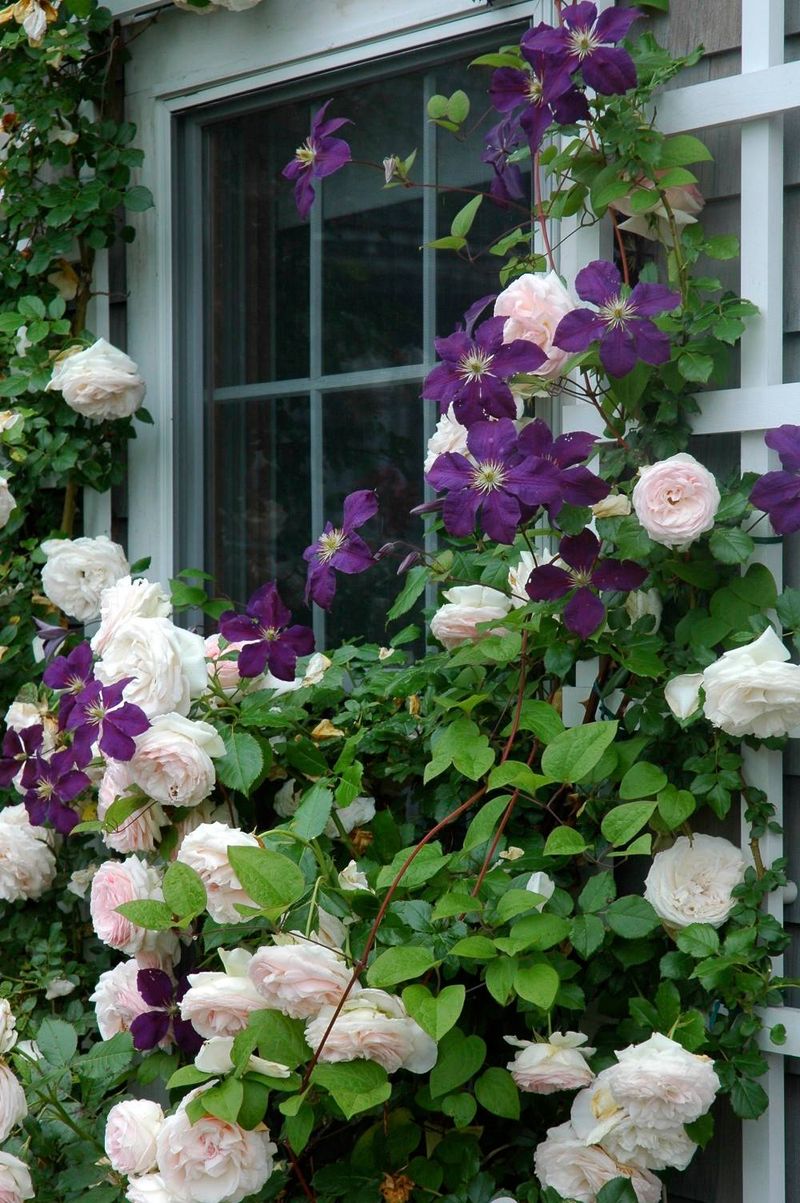 Clematis and Climbing Roses