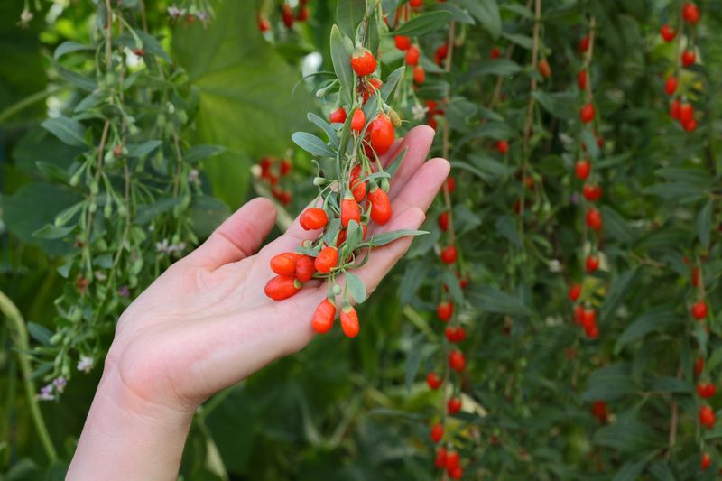Goji Berries