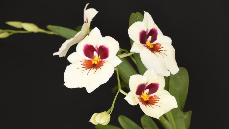 Miltoniopsis Orchid