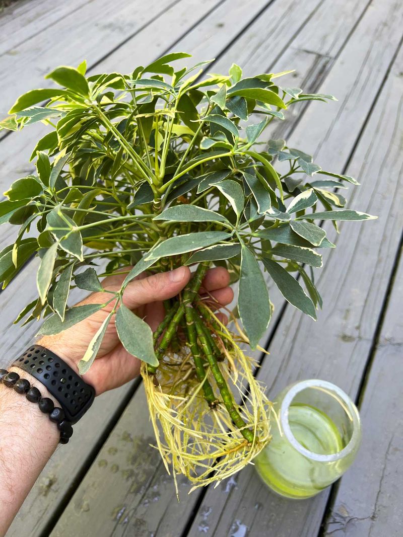 Umbrella Plant