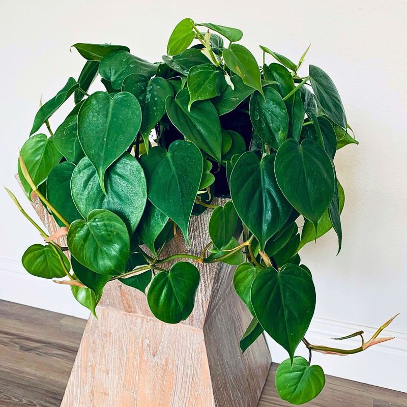 Philodendron